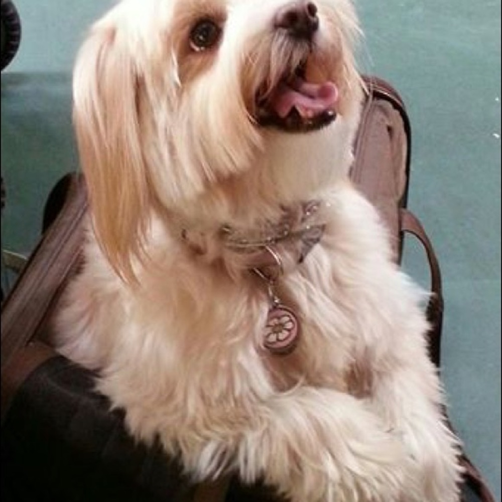 Bundle 3 dog 🐶 items for 10% off / read m… - Picture 12 of 16